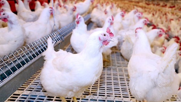 انخفاض أسعار الدواجن خلال أيام .. وهذا سعر الكيلو