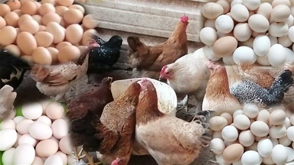 أخبار البلدنفوق الدواجن| هل هناك فيروسات وبائية أصابت الفراخ بمصر؟