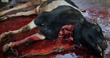 عقوبات مالية لـ ذبح الأضاحي في الشوارع.. تصل لـ 10 آلاف جنيه.. 
